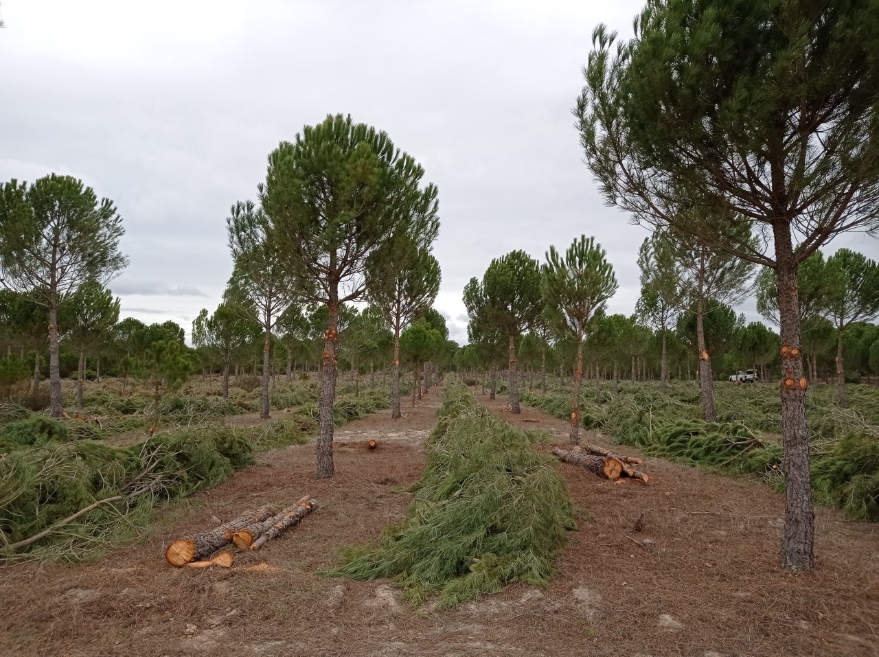 Tratamiento selvícola de pino piñonero en Coca (Segovia).