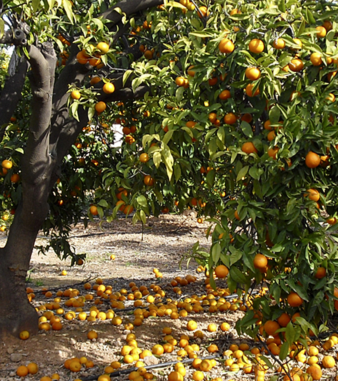 Mandarinas ortaniques en tierra ante el desplome de las cotizaciones.