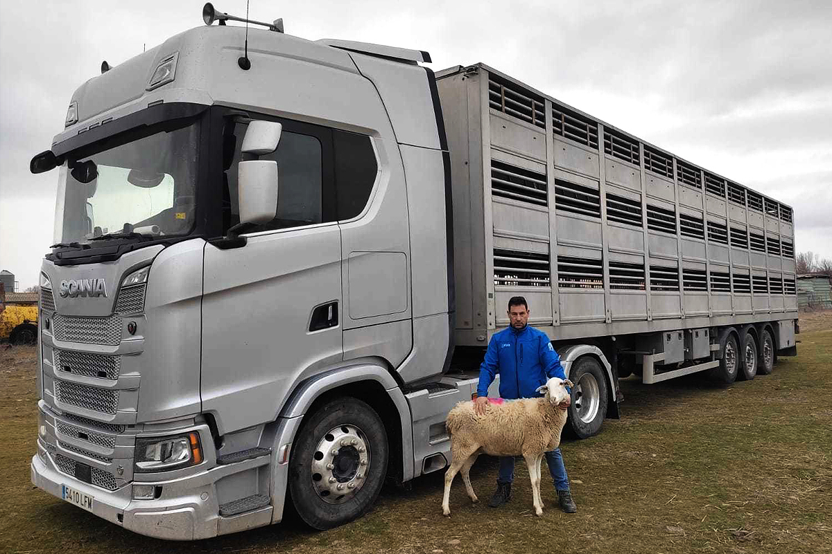 El camionero de las ovejas (sin pienso de Ucrania) camino del matadero