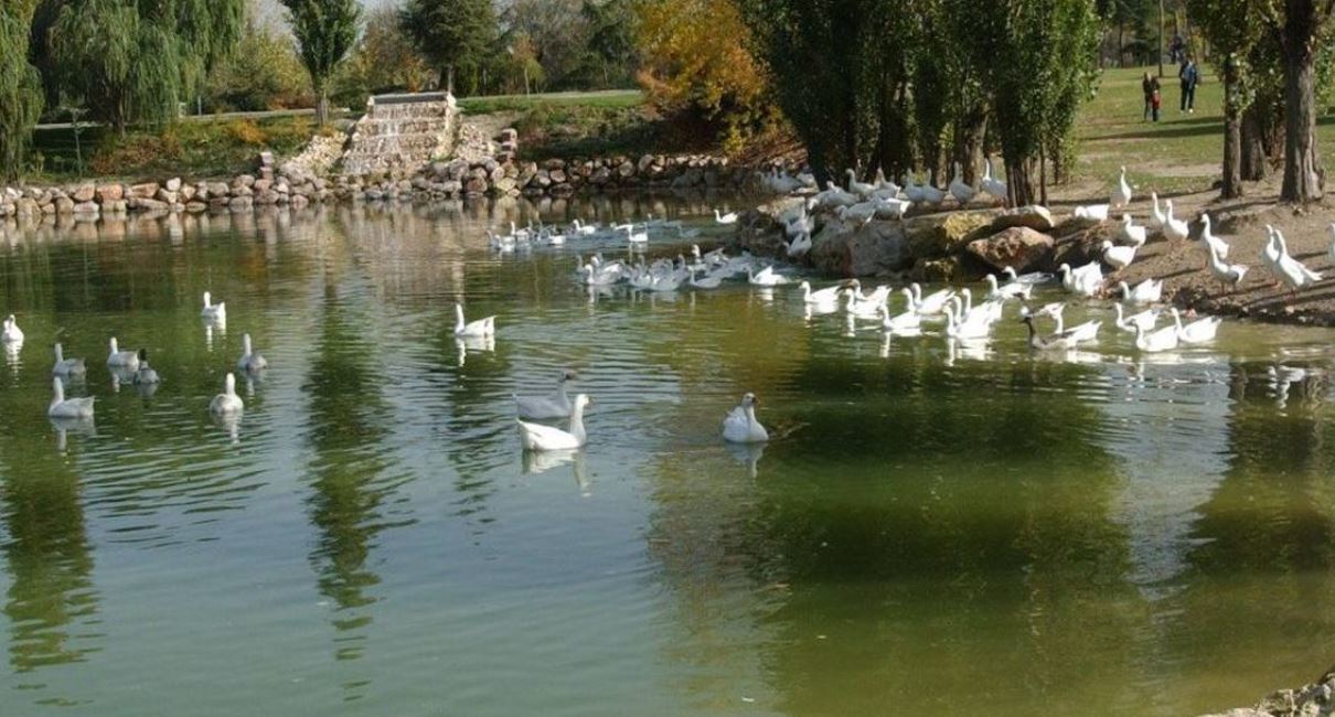 Imagen de una de las lagunas del parque del Soto de Mstoles.