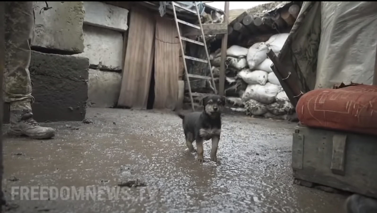 La heroica labor de los perros ucranianos: soldados, policías y terapeutas