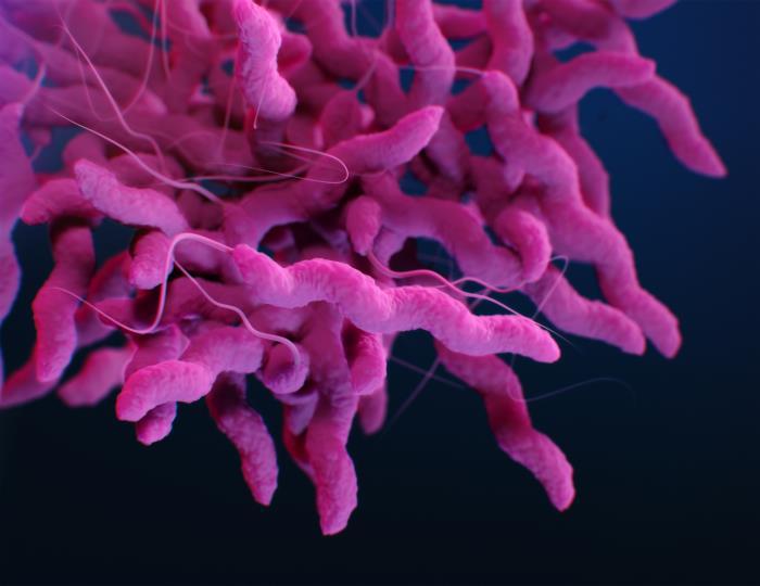 'Campylobacter': la 'reina' de las infecciones alimentarias en la Unión