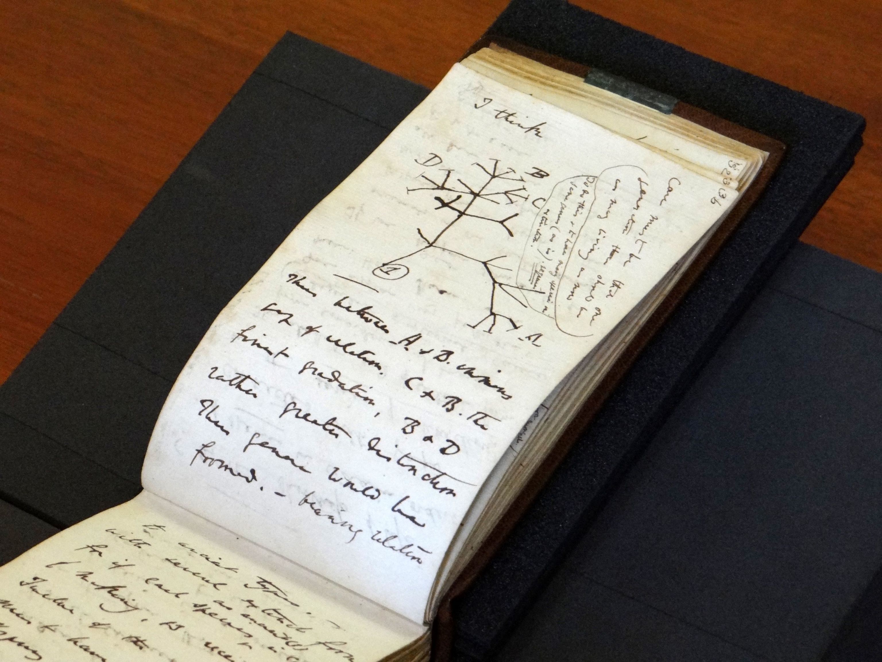 Imagen difundida por la Biblioteca de la Universidad de Cambridge el 5 de abril de 2022, muestra el boceto del "rbol de la Vida" devuelto en una pgina de uno de los cuadernos perdidos del cientfico britnico Charles Darwin. - Dos de los cuadernos de Charles Darwin que contienen sus ideas pioneras sobre la evolucin y su famoso boceto del "rbol de la Vida" han sido devueltos de forma annima despus de haber estado perdidos durante 21 aos, inform el martes la Biblioteca de la Universidad de Cambridge. Los preciados documentos fueron dejados en el suelo de una zona pblica de la biblioteca de la universidad britnica en una bolsa rosa de regalo, con una nota escrita a mquina deseando una feliz Pascua al bibliotecario.