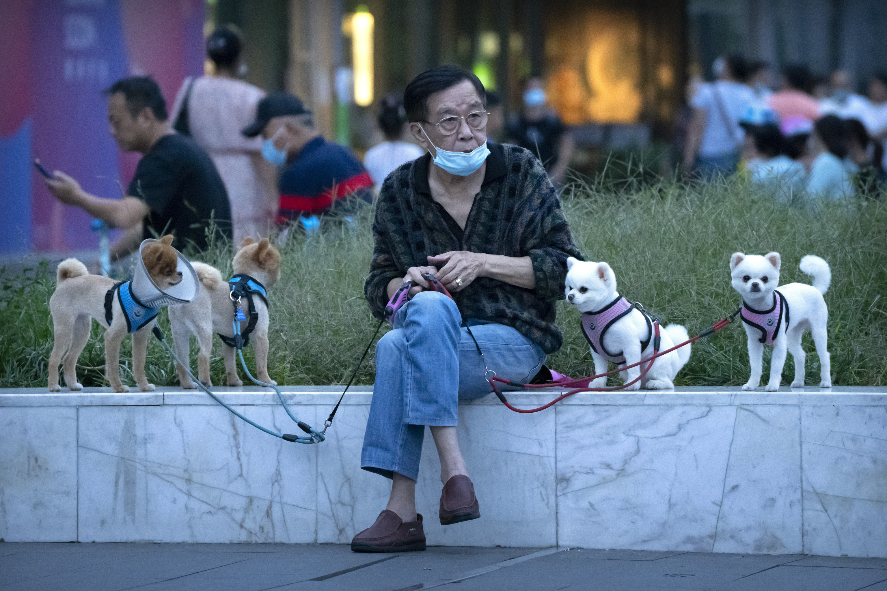 Un residente pasea a sus perros por Beijing