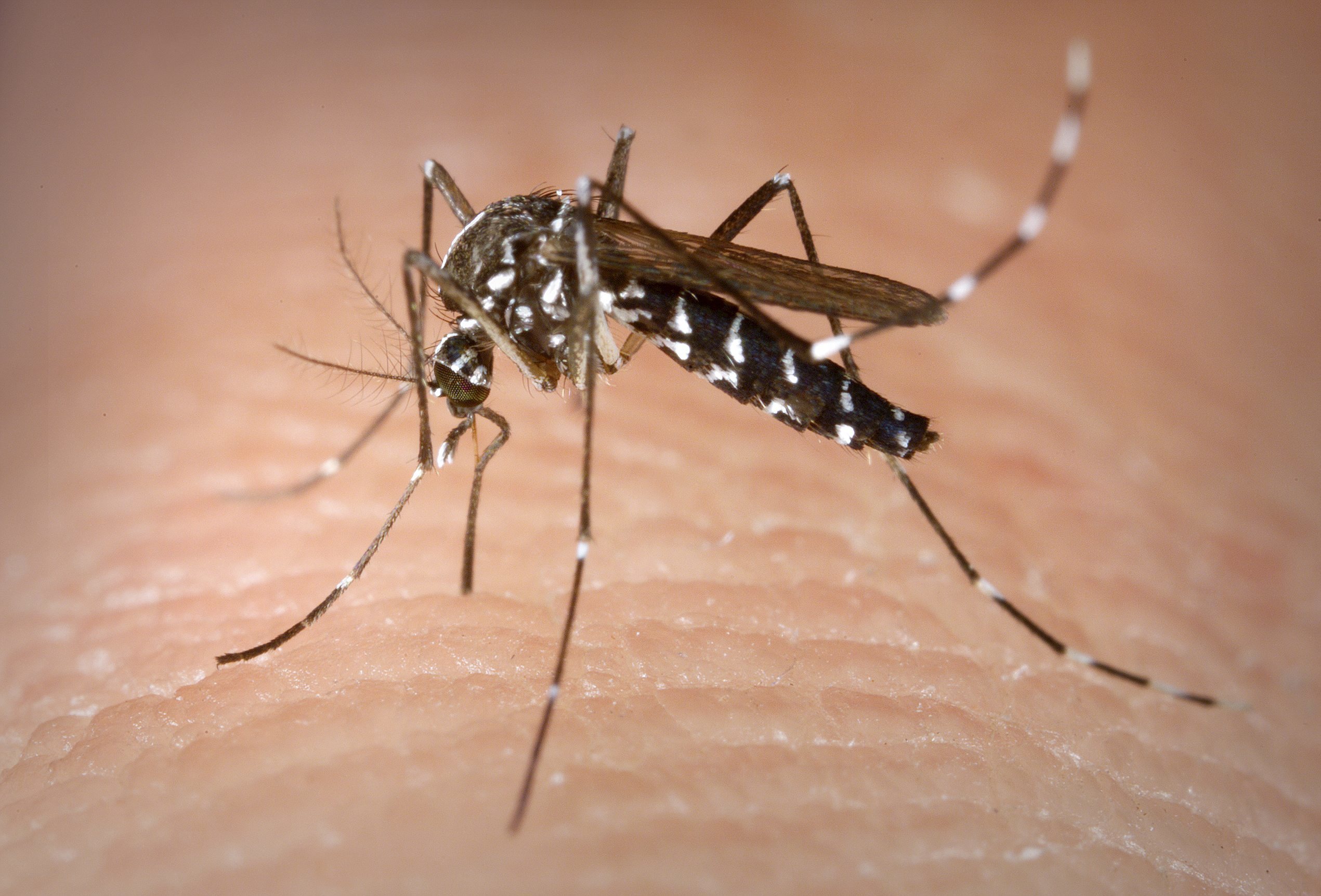 Mosquito 'Aedes Aegypti'.