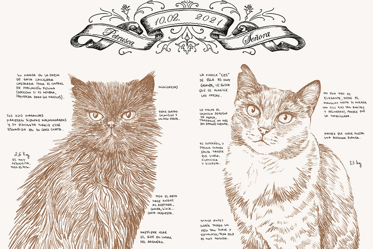 Ilustraciones de 'Historia de un gato' (Lumen).
