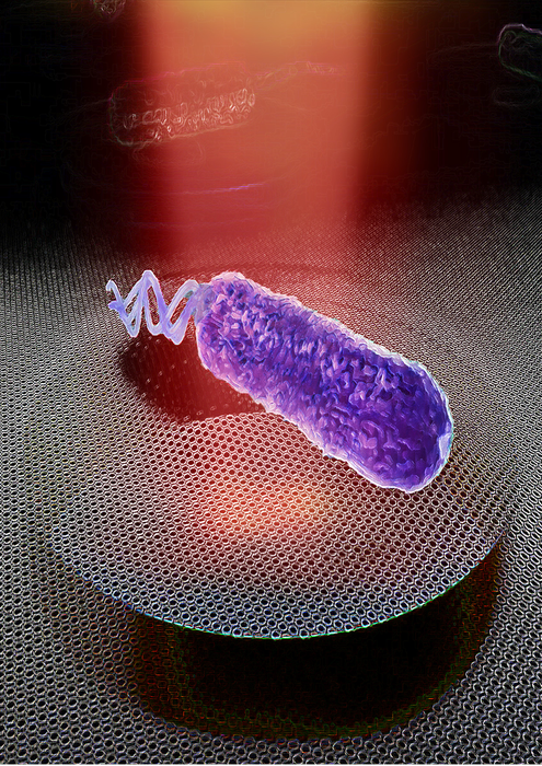 Recreacin de una membrana de grafeno detectando el movimiento de una bacteria