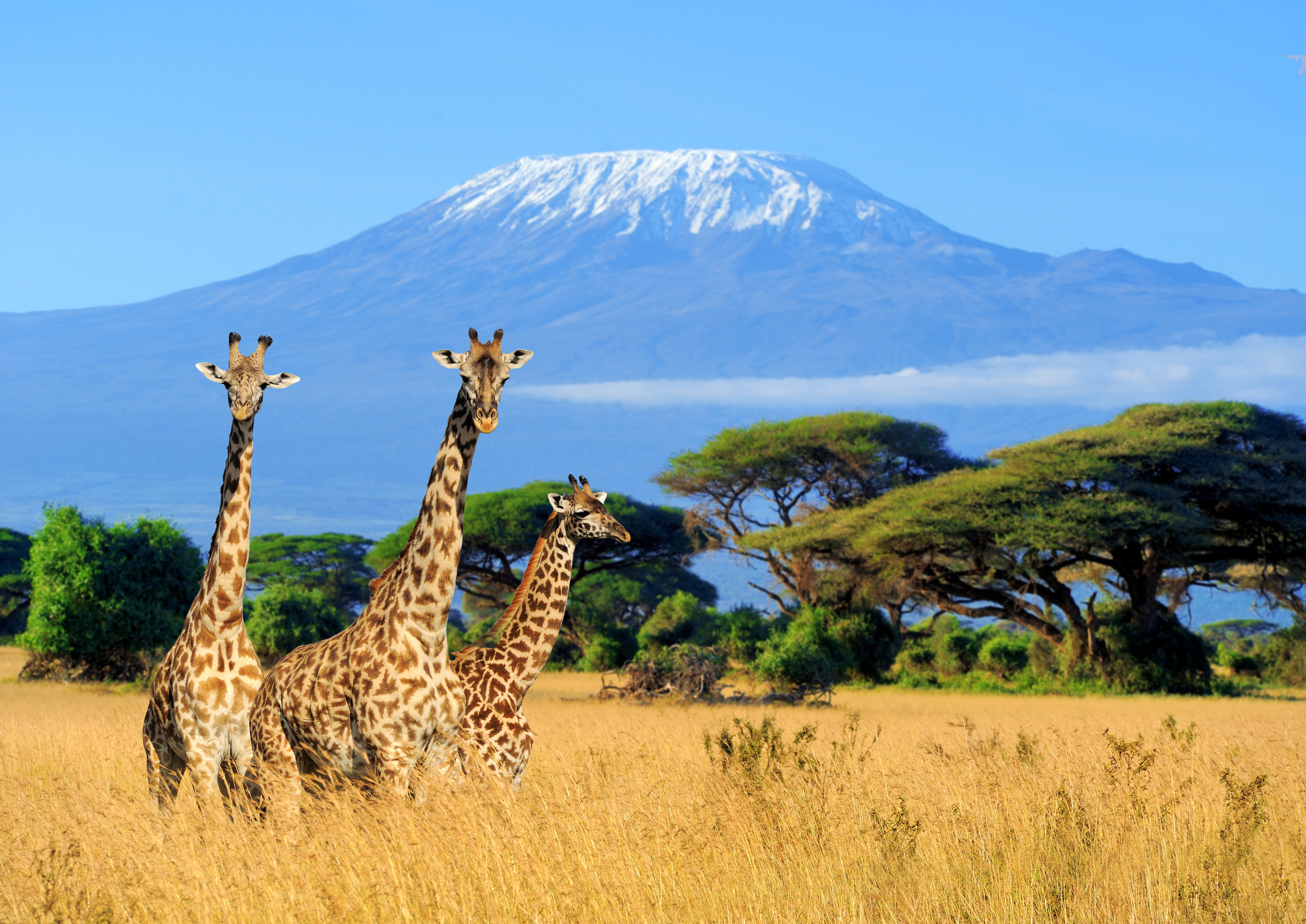 Vista del Kilimanjaro entre jirafas en Kenia.
