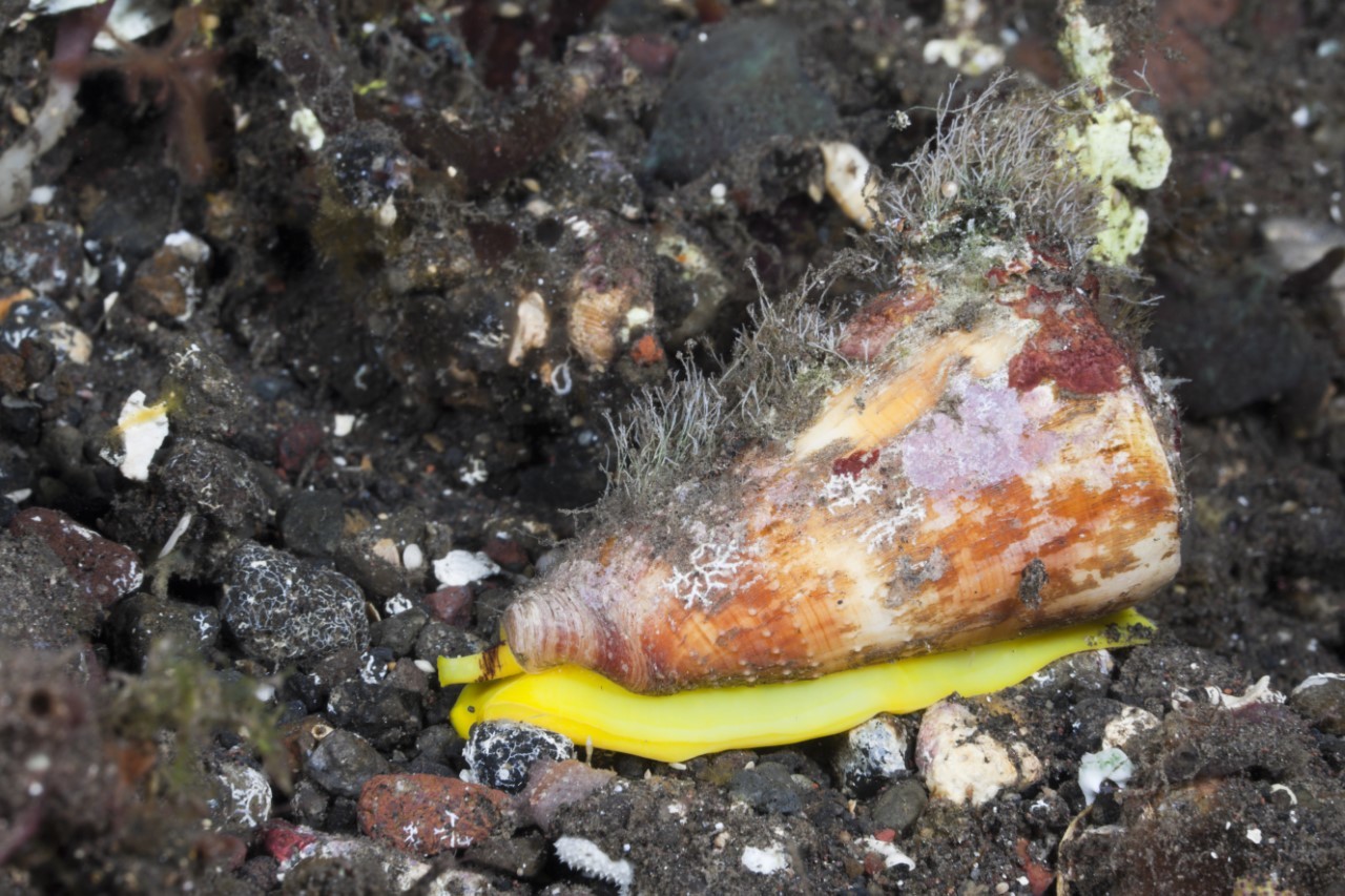 Un caracol marino venenoso, del gnero 'Conus sp.', en Bali (Indonesia)