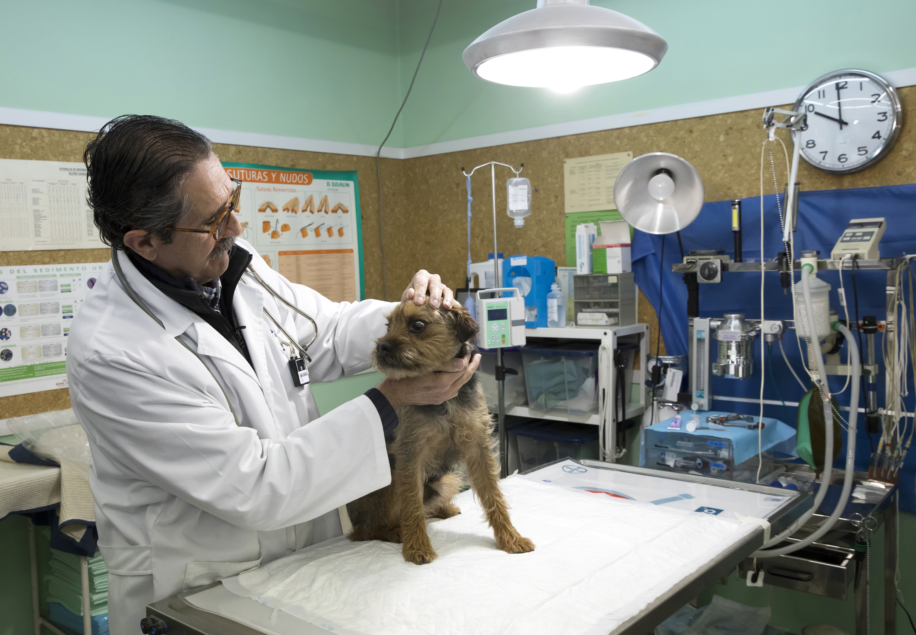 Un perro en el veterinario