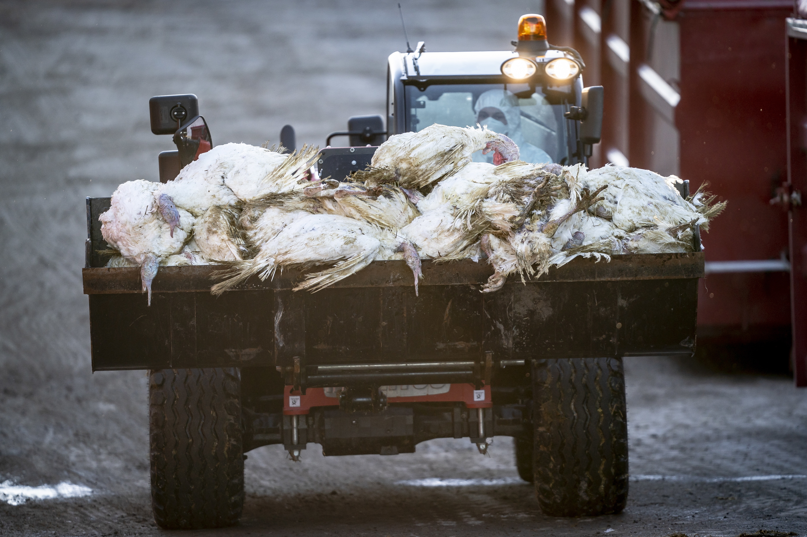 Los trabajadores de la Administracin Danesa de Alimentos y Veterinaria y la Agencia Danesa de Manejo de Emergencias matan y eliminan miles de pavos en una granja de pavos cerca del pueblo de Ruds Vedby, en Zelanda.