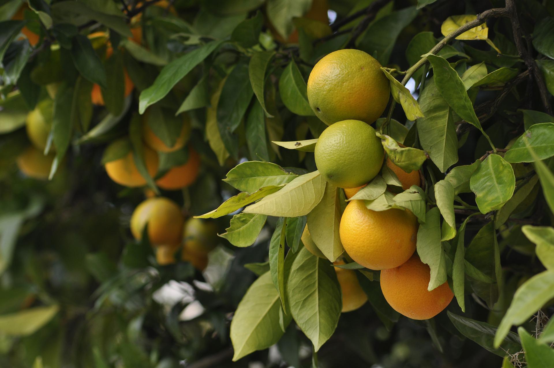 La exportacin citrcola reduce los envos al 70% de los primeros mercados antes de la guerra de Ucrania
