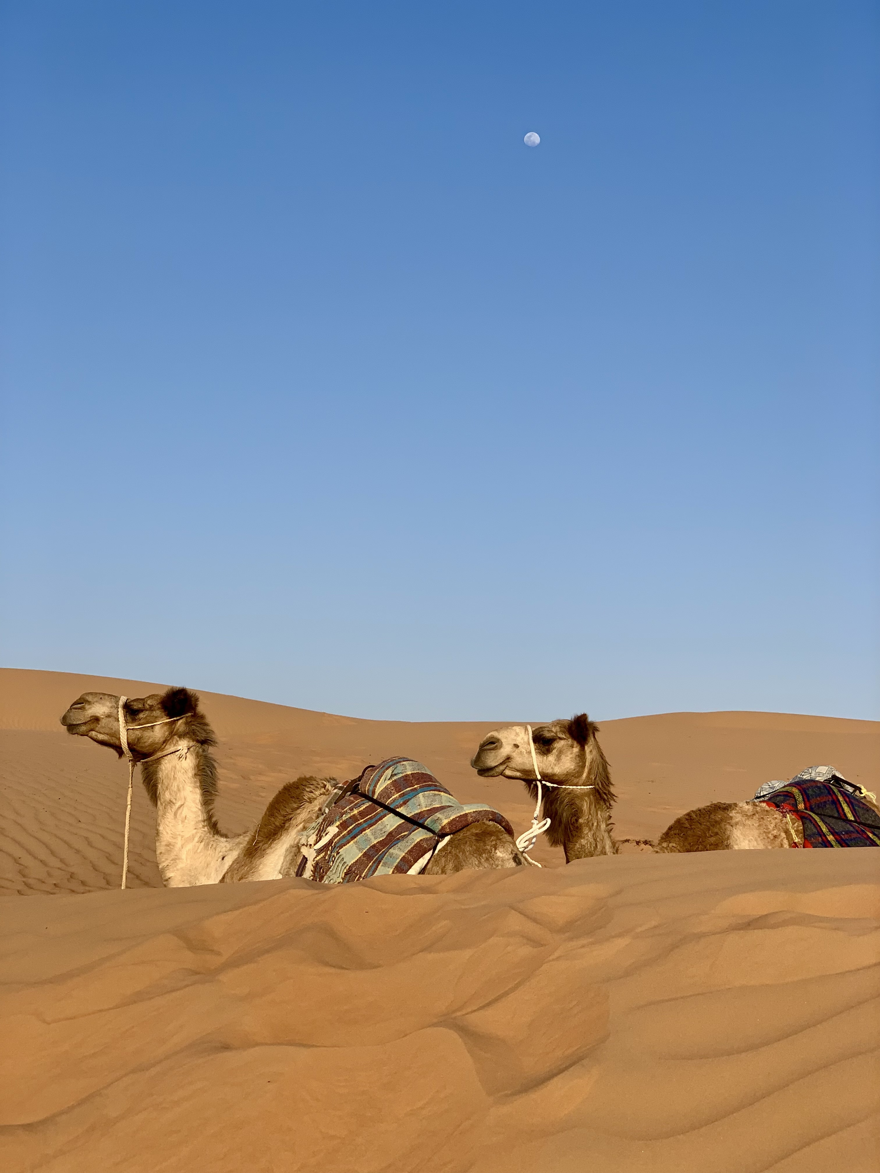 Dos camellos en el desierto de Omán.
