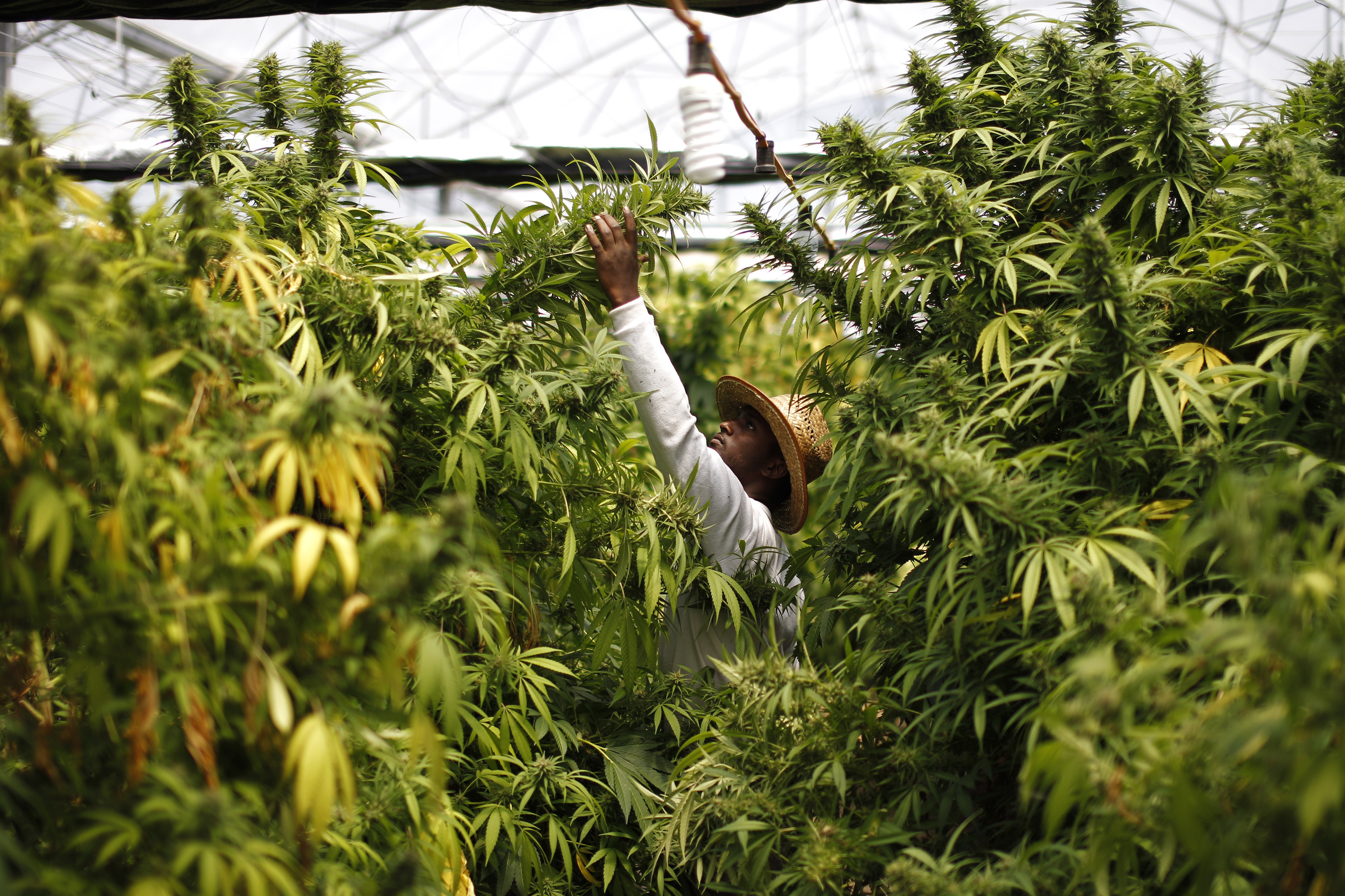 La regularización del cannabis medicinal llega de nuevo al Congreso