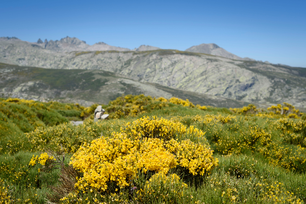 Broom in flower in the Sierra de Gredos, 