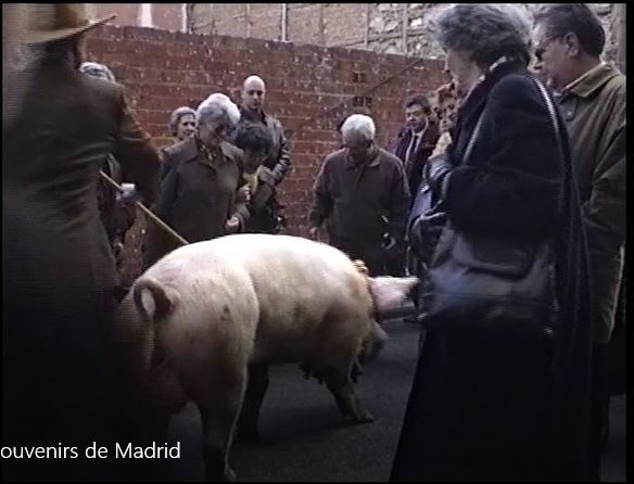 Un cerdo lustroso y bendecido en San Antn.