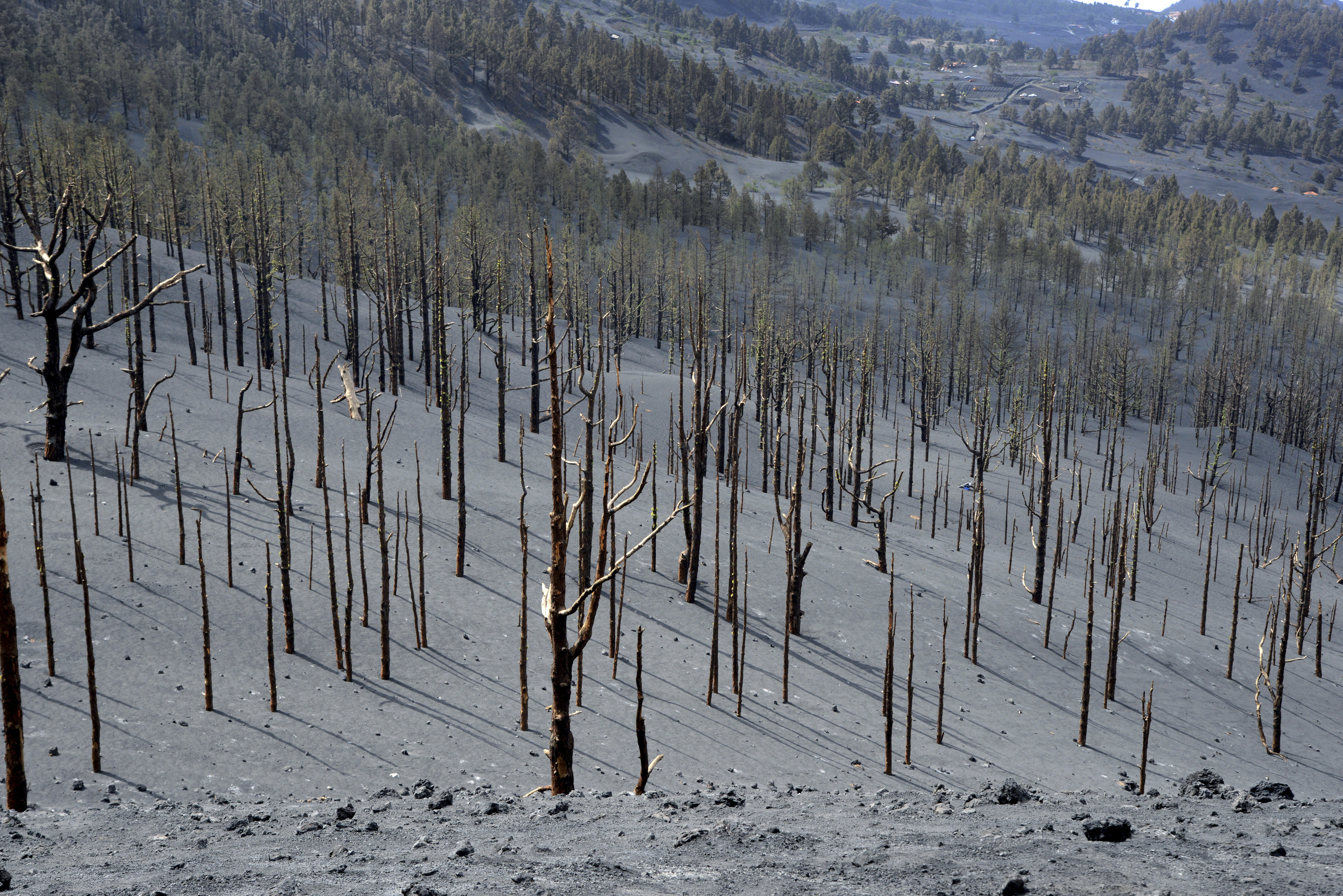 Canarian pine forest in the Cambre Vieja region affected by the explosion