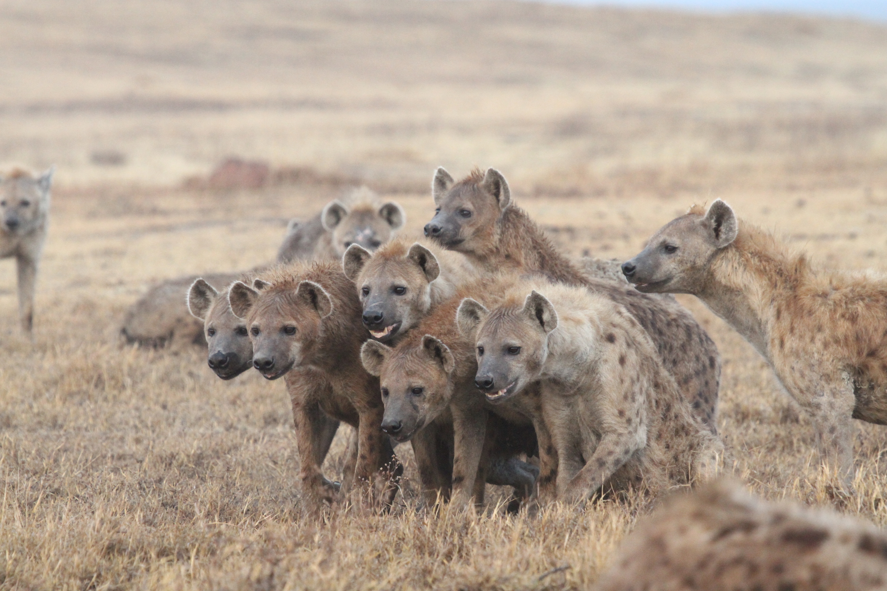 Una coalición de hienas