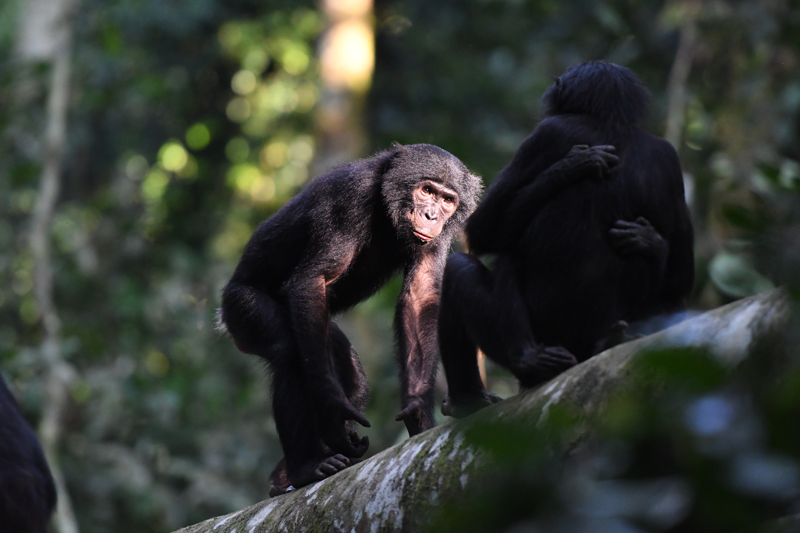 Un macho y una hembra de bonobo interactuando