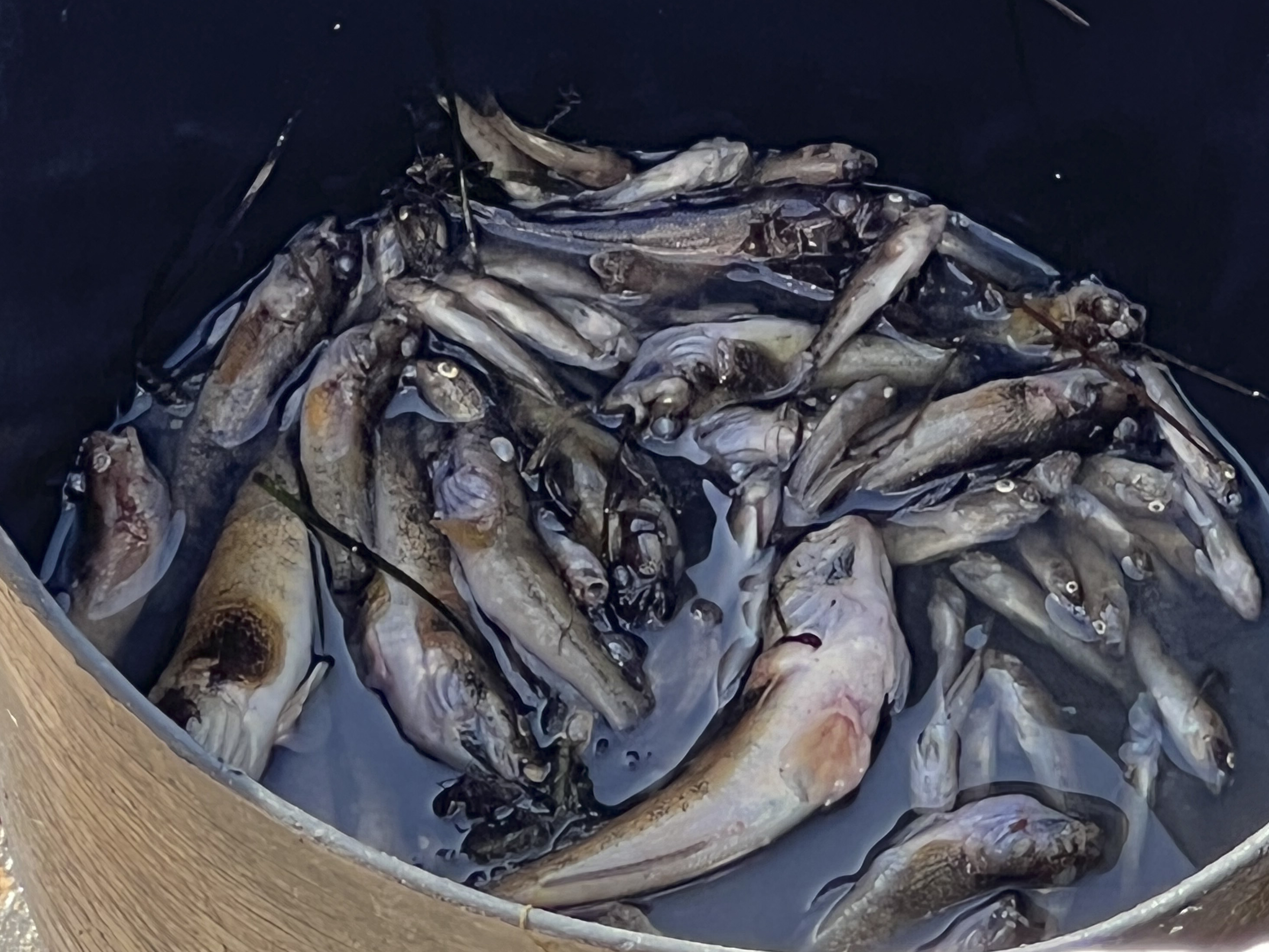 Operarios de Murcia retiran peces muertos de pequeo tamao en la zona del Socaire de Santiago de la Ribera.