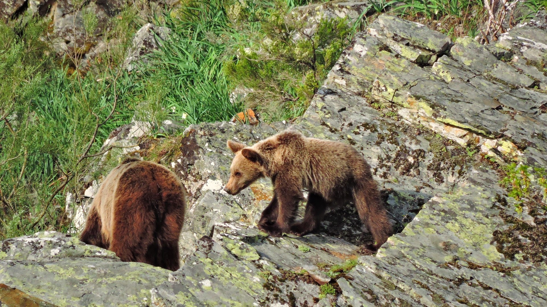 Osa y cría de oso pardo en el Parque Nacional de Somiedo.