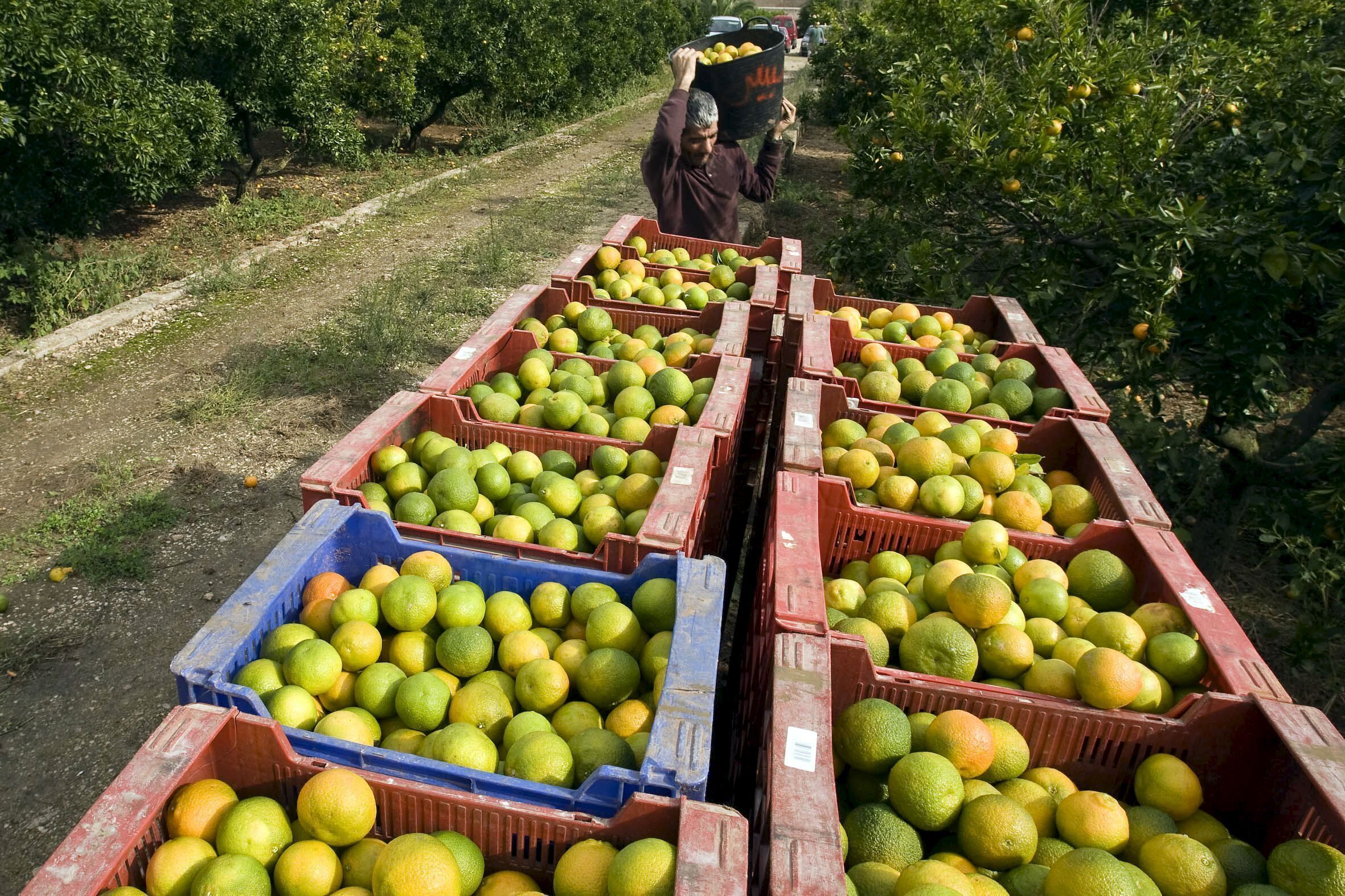 Bruselas enciende al sector citrícola al no aumentar los controles sanitarios a las naranjas sudafricanas