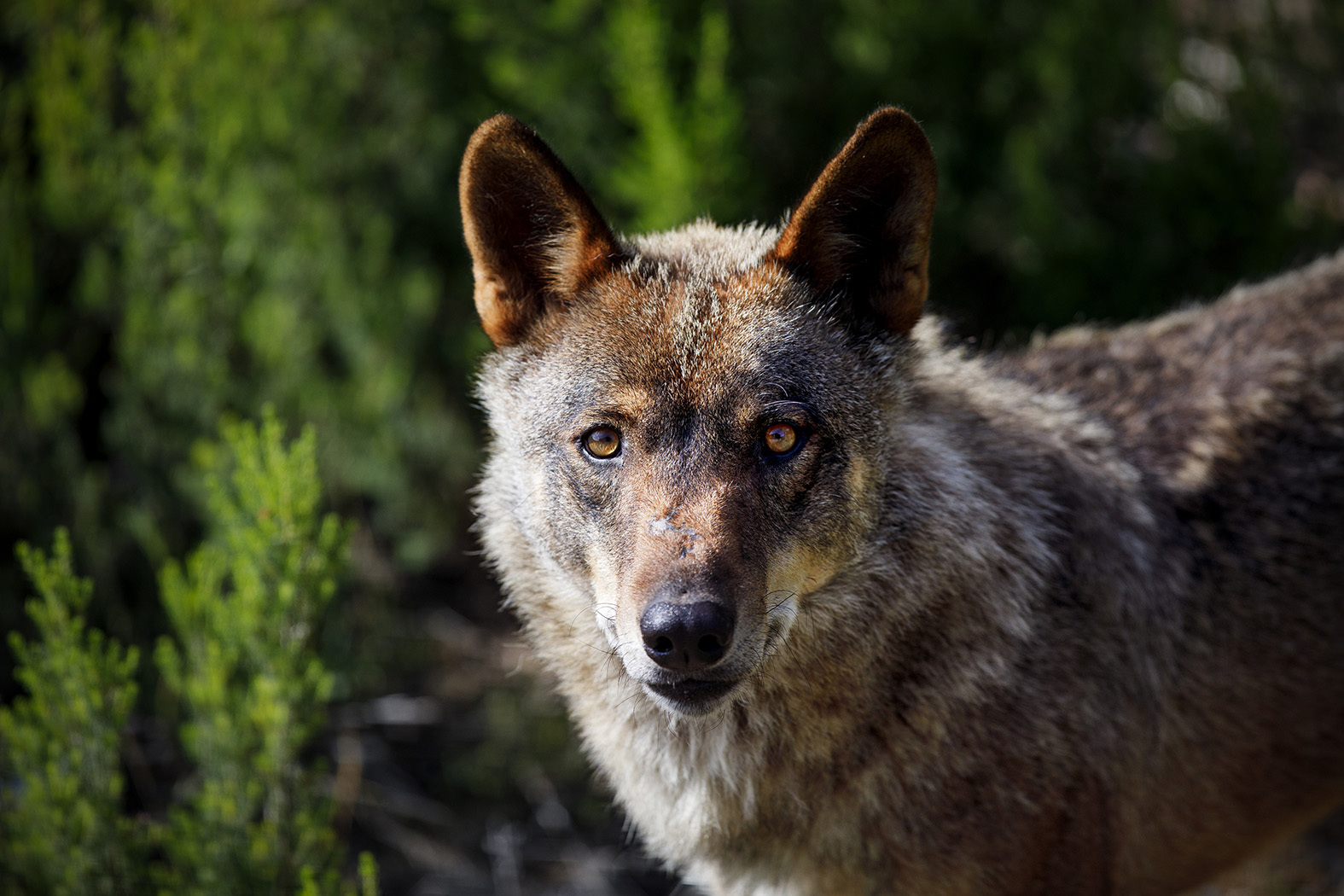 Lobo iberico en el centro del lobo de Puebla de Sanabria.