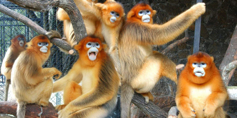 Monos de cara roja en el zoolgico de Tianjin.