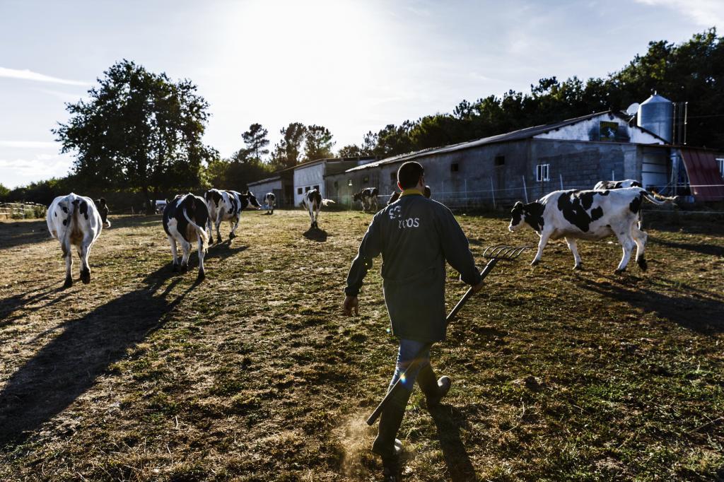 El Gobierno inyecta 169 millones a los ganaderos de leche por los perjuicios de la Guerra en Ucrania