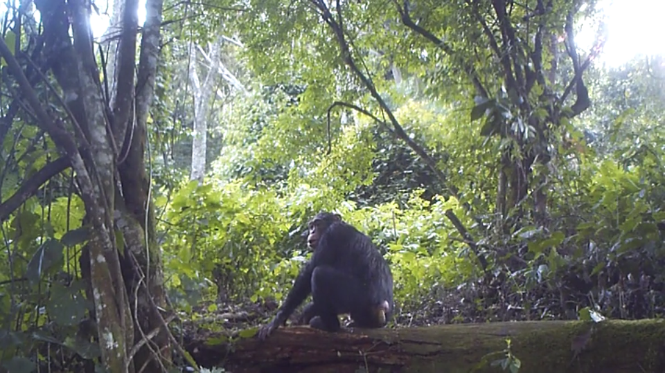 Chimpanc salvaje defecando.