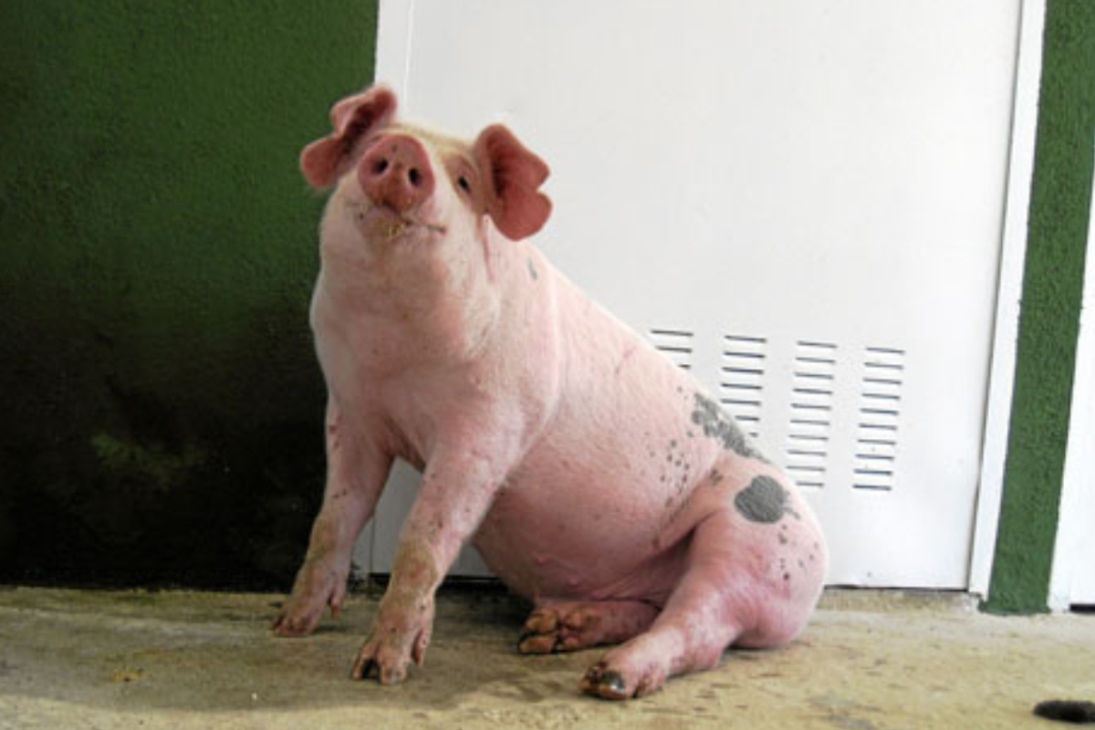 Primer cerdo clonado en Espaa.