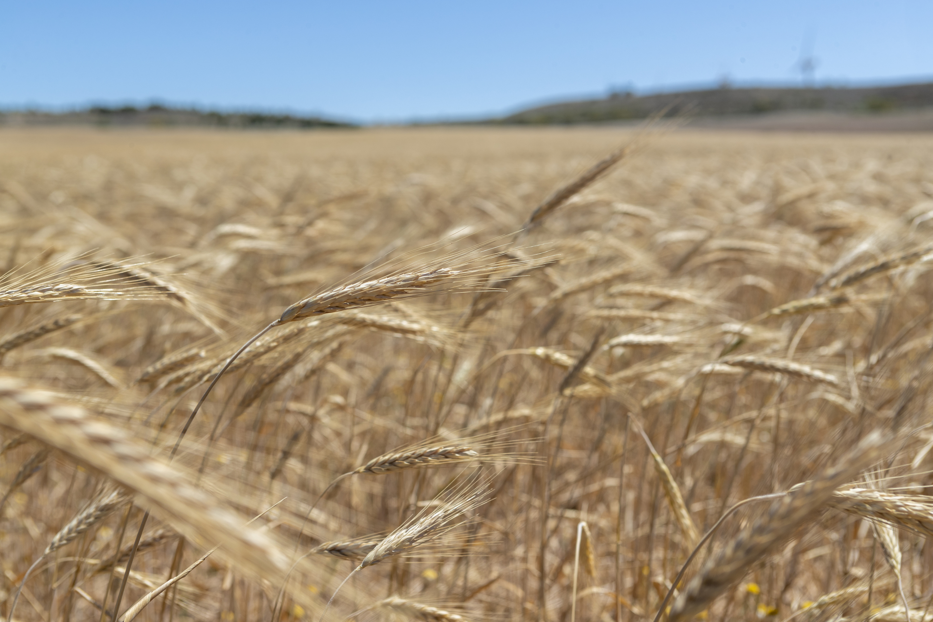 Wheat field in the province of Zaragoza.