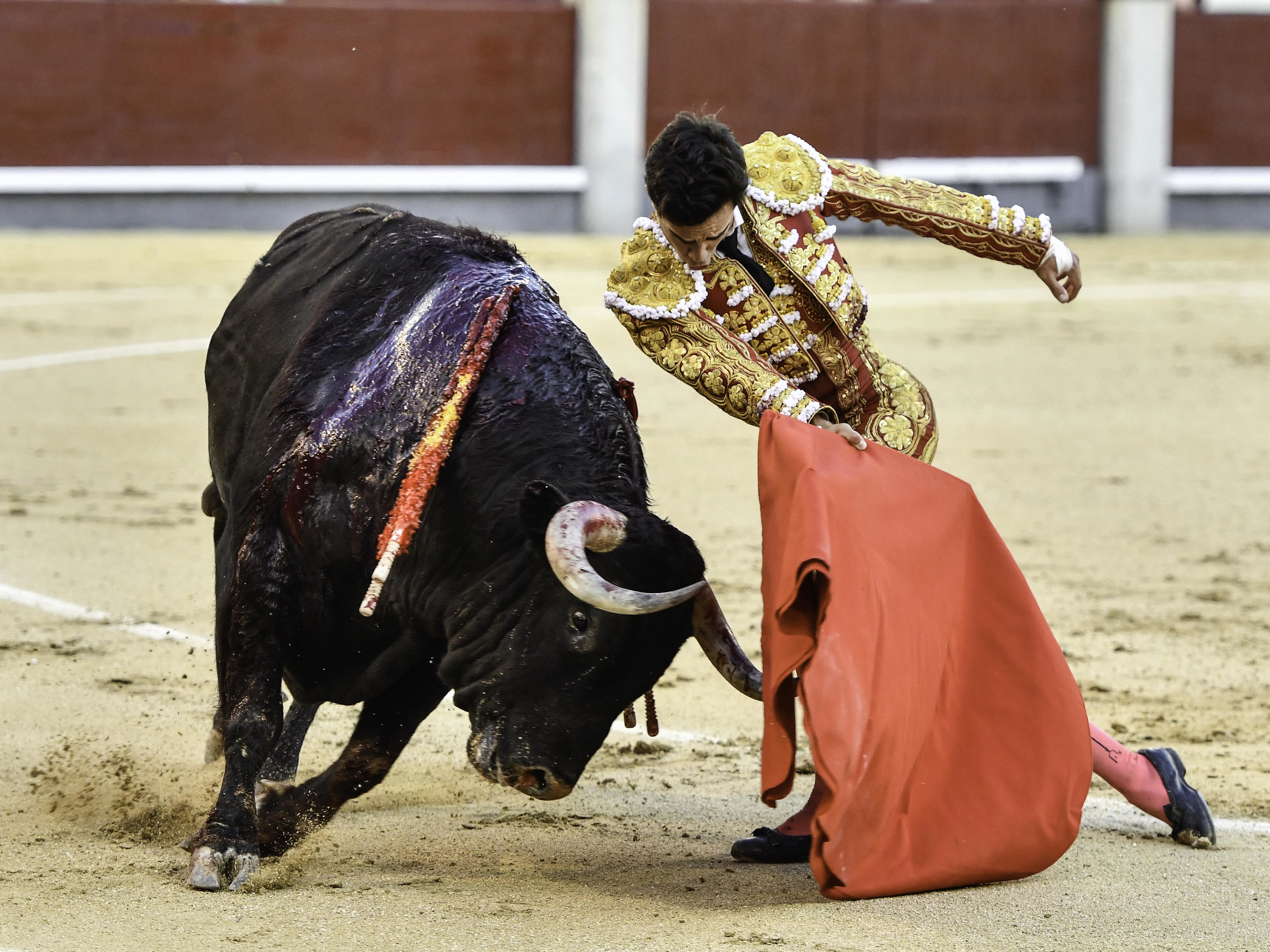 Toms Rufo y 'Lirn': un torero de verdad y un toro de una pieza contra la fragilidad