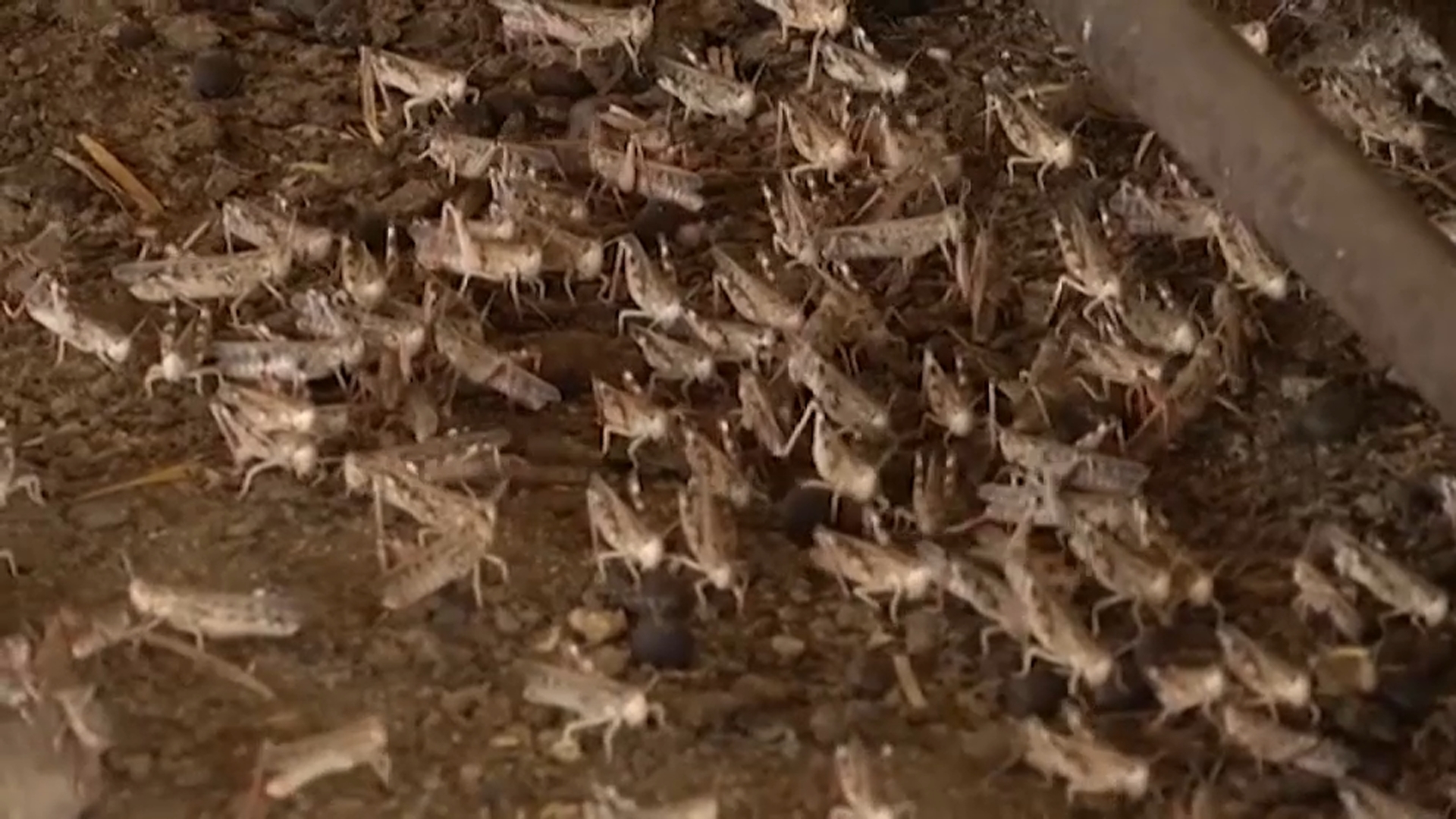Una plaga ‘bíblica’ de langostas arrasa los cultivos de Badajoz