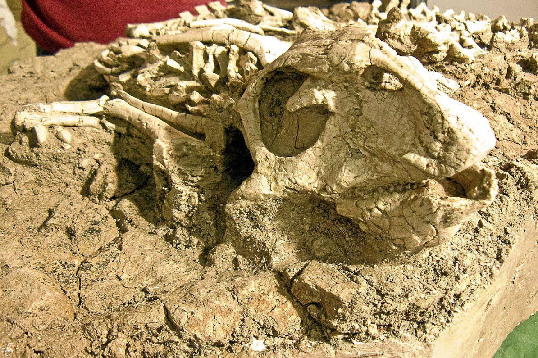 Primera evidencia fósil de un ombligo de dinosaurio de hace 125 millones de  años | Ciencia