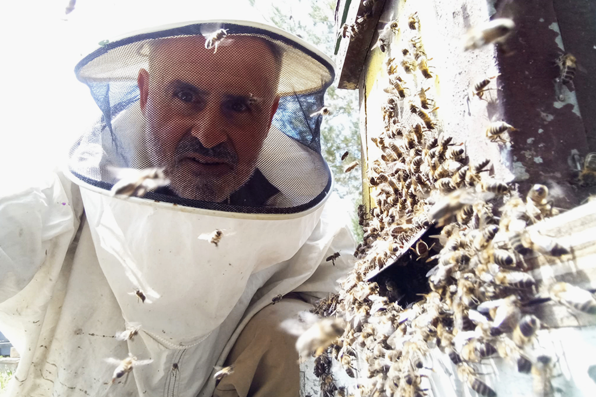 El grito del apicultor Enrique: el 37% de las abejas son