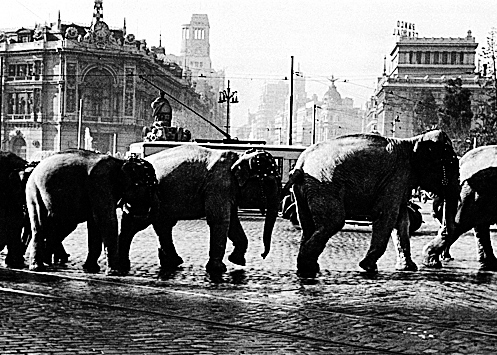 Elephant crossing Sibels.