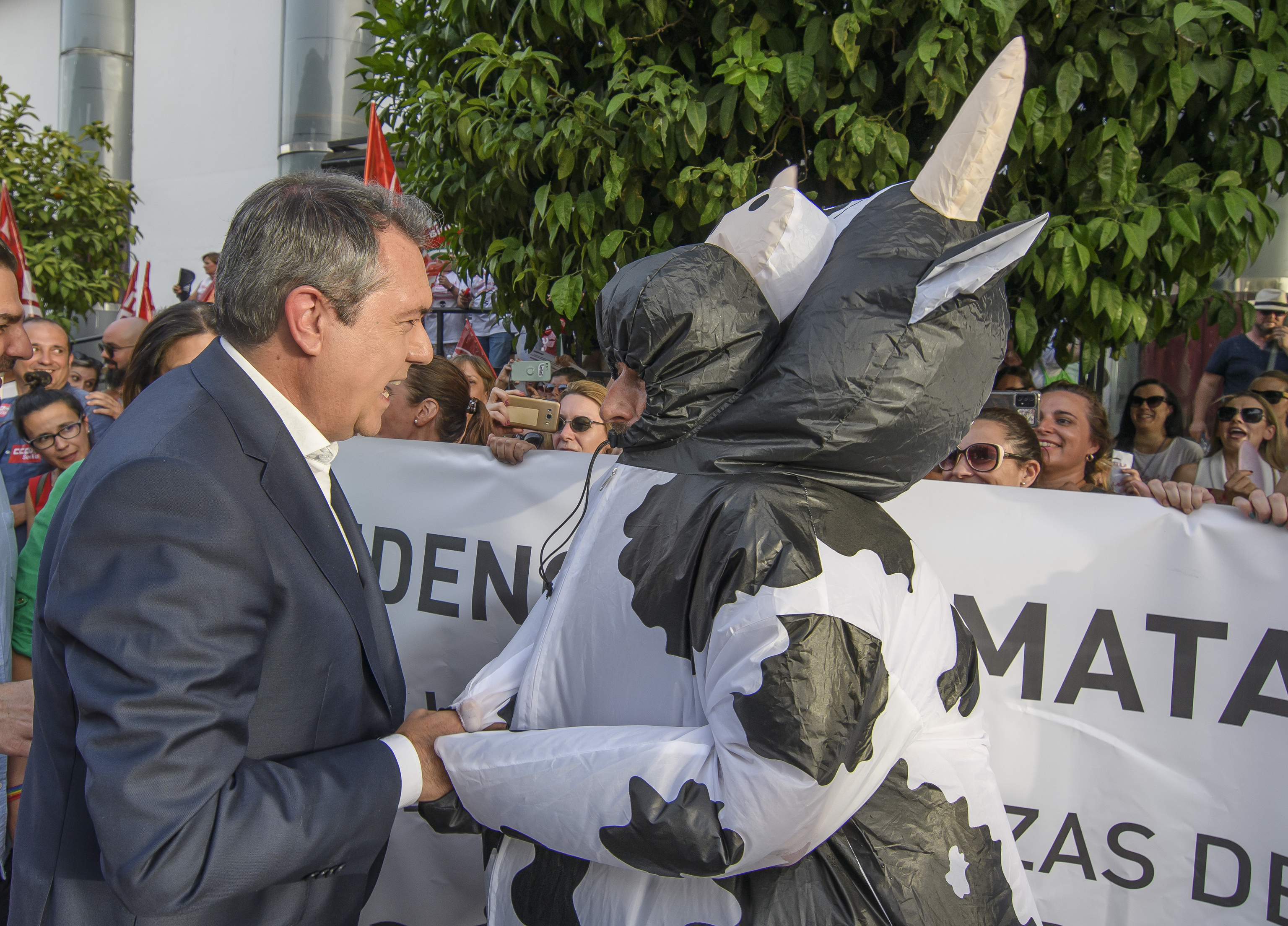 Juan Espadas talks with a protester dressed as a cow before an argument.