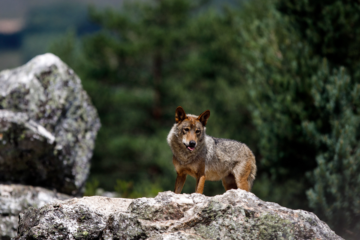 Cantabria desafía al Gobierno y autoriza a cazar lobos en las zonas que han  sufrido más ataques | Medio Ambiente