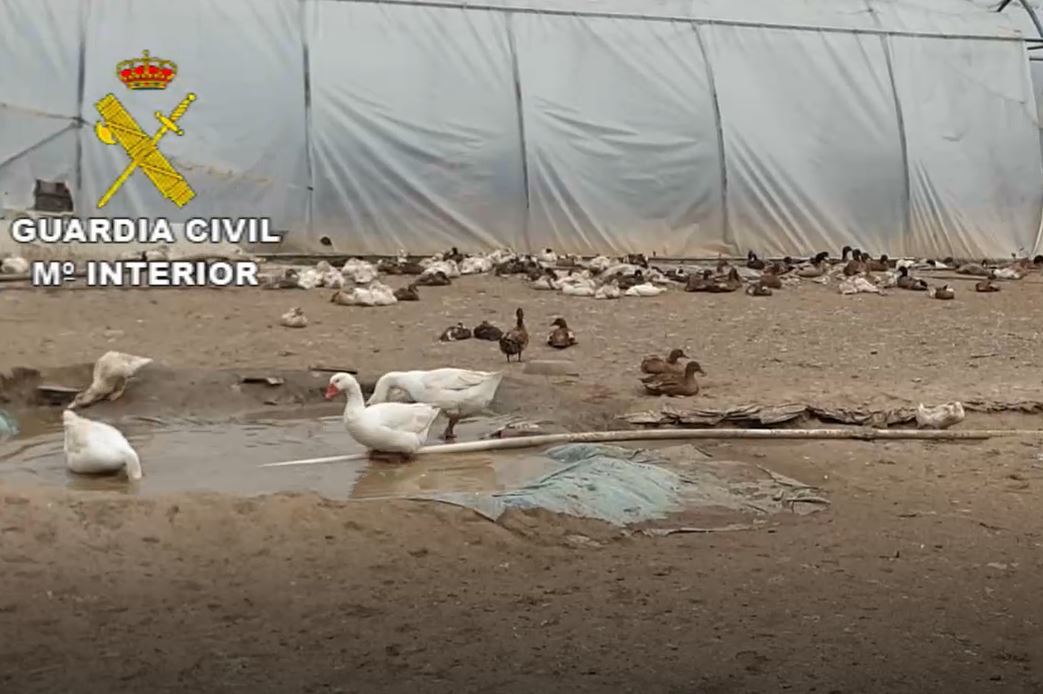 Illegal slaughterhouses supplying ducks, pigs and donkeys in El Molar closed