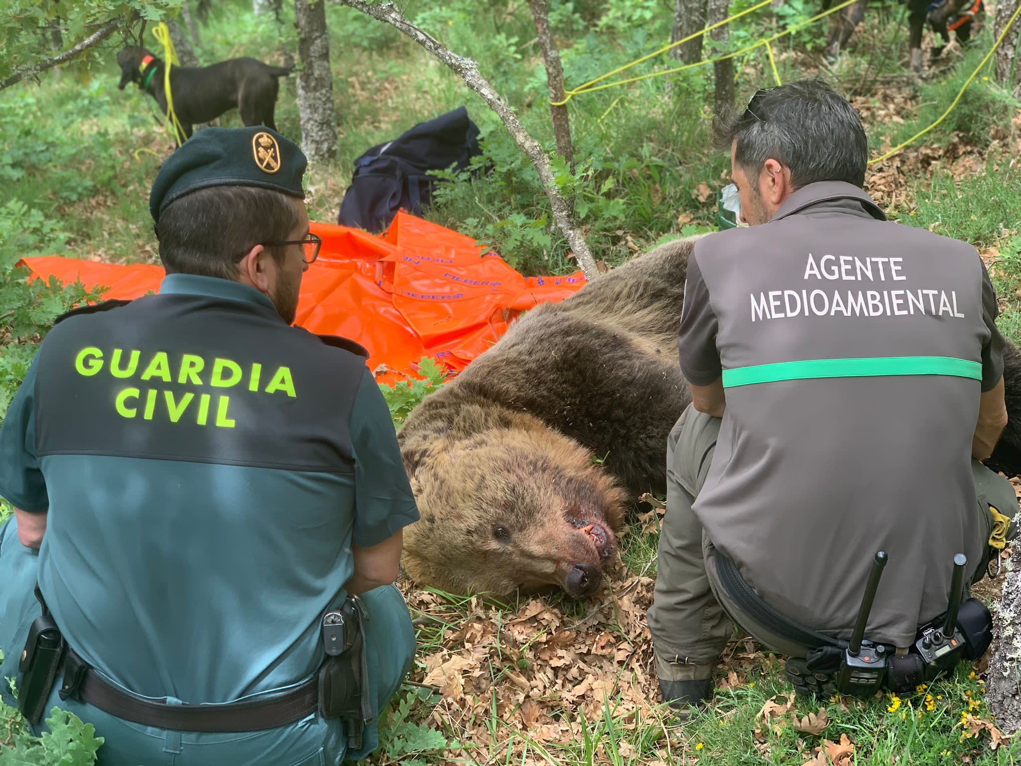 Agentes junto al oso muerto en Palencia.