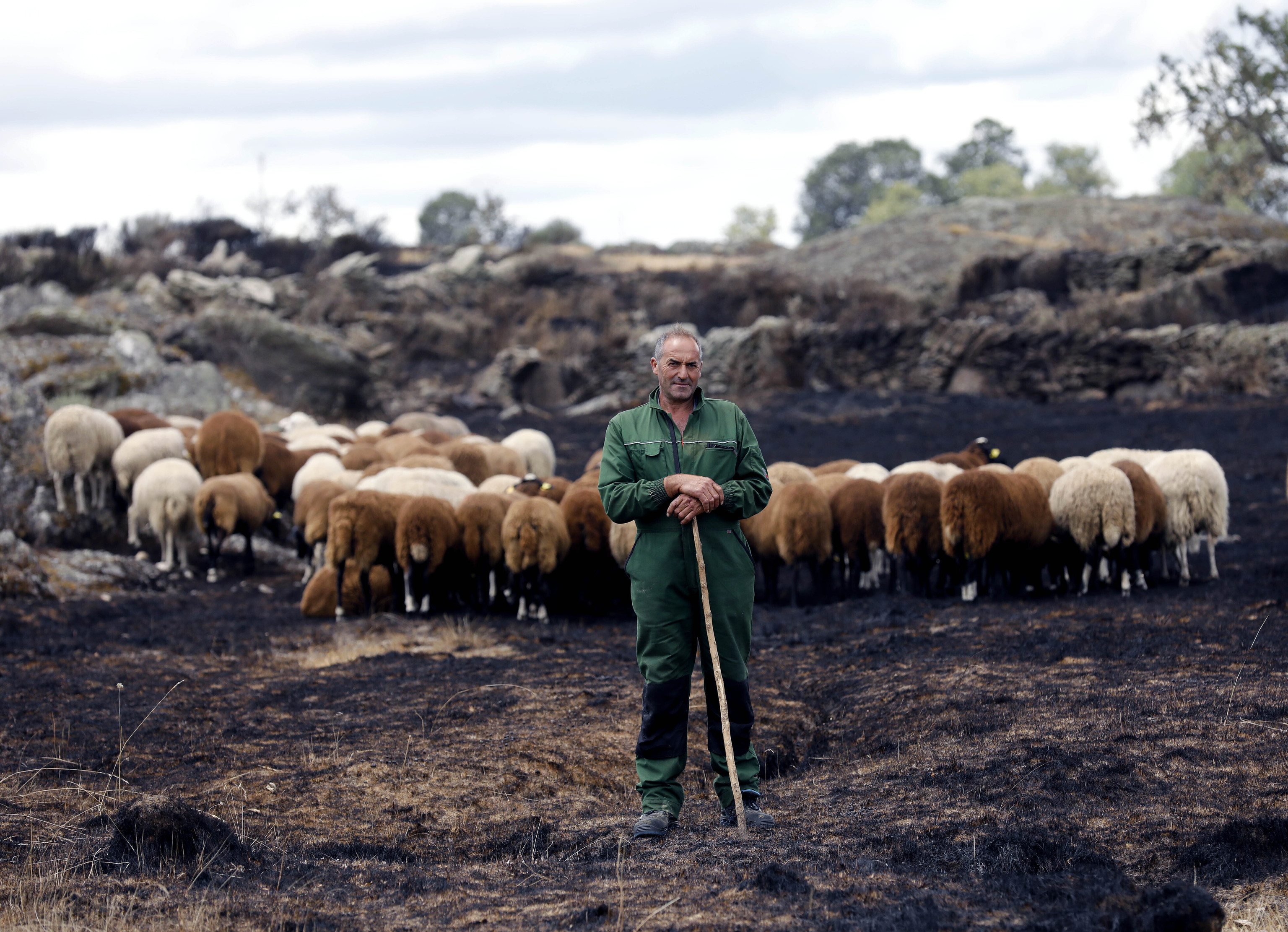Jos Vega, de 52 aos, con sus ovejas en Villanueva de Valrojo, Zamora.