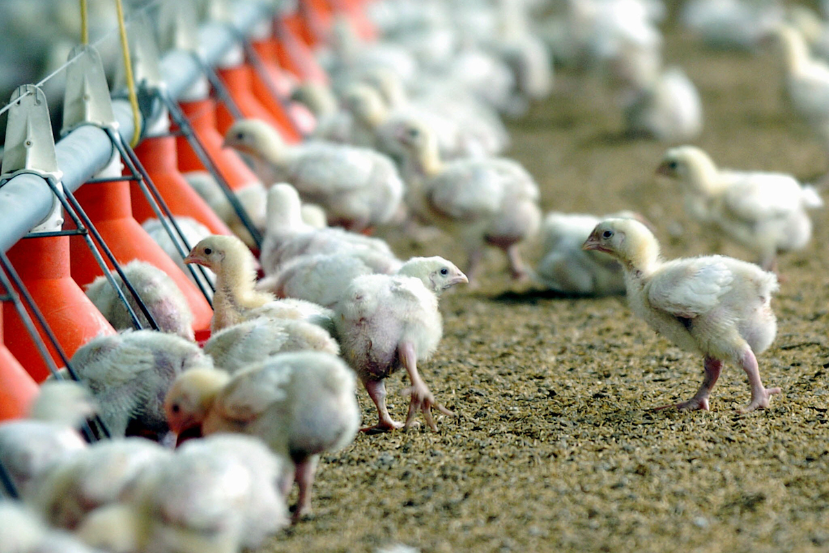 Las granjas de pollos, en crisis: «La Administración nos tiene abandonados y no pone soluciones»