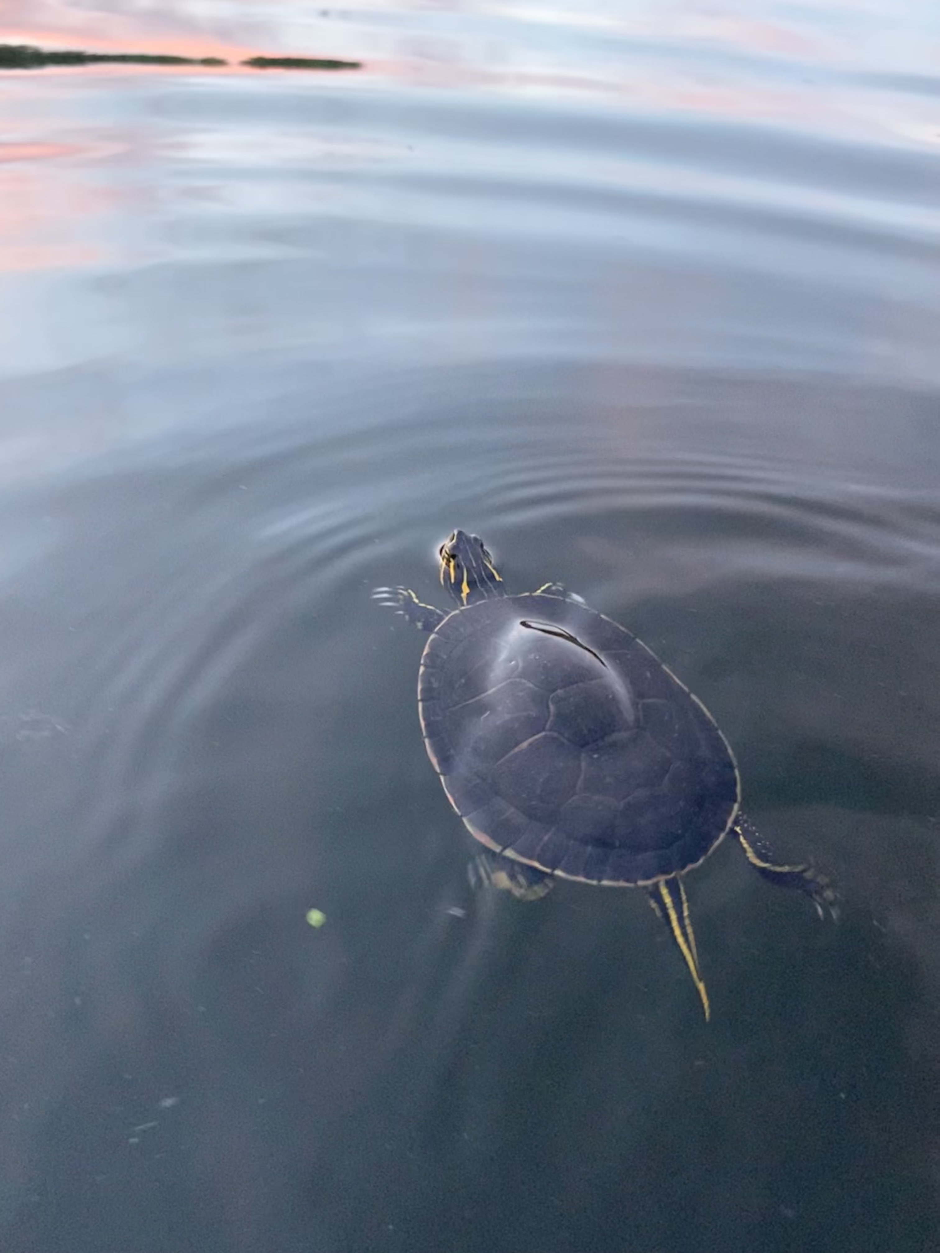Una tortuga pintada ('Chrysemis picta') nadando