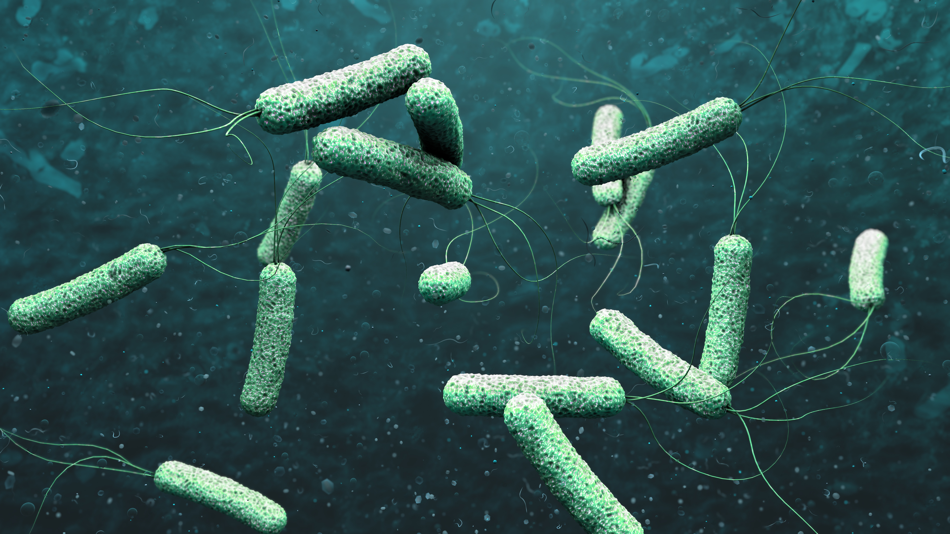 Imagen de la bacteria 'Vibrio Cholerae' que provoca el clera.