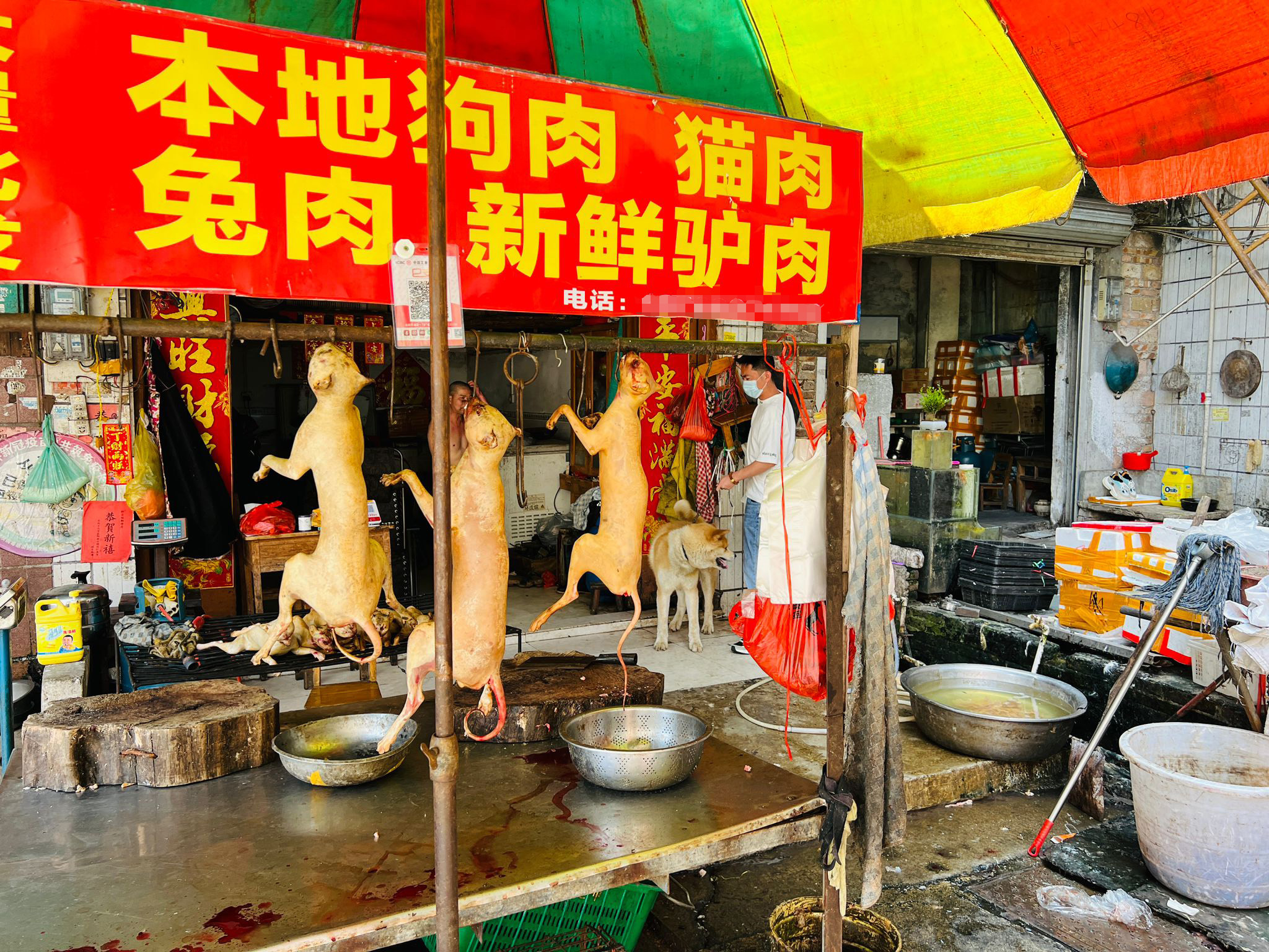 Constituir Guarda la ropa Impresionante Vuelve el festival de carne de perro de China: los animalistas rescatan a  casi 400 que iban a ser sacrificados | Internacional