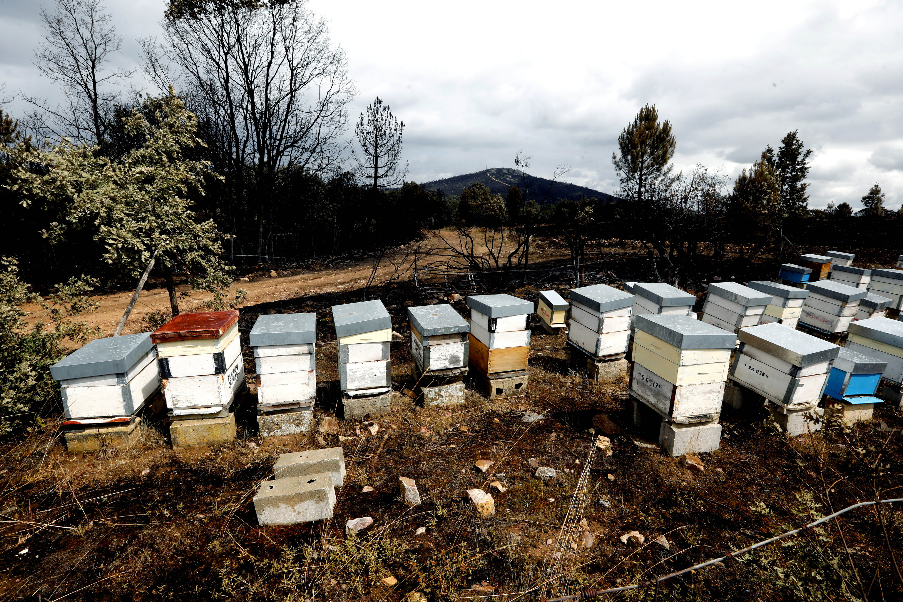 Roban cinco colmenas y las abejas se escapan para volver a su lugar de  origen