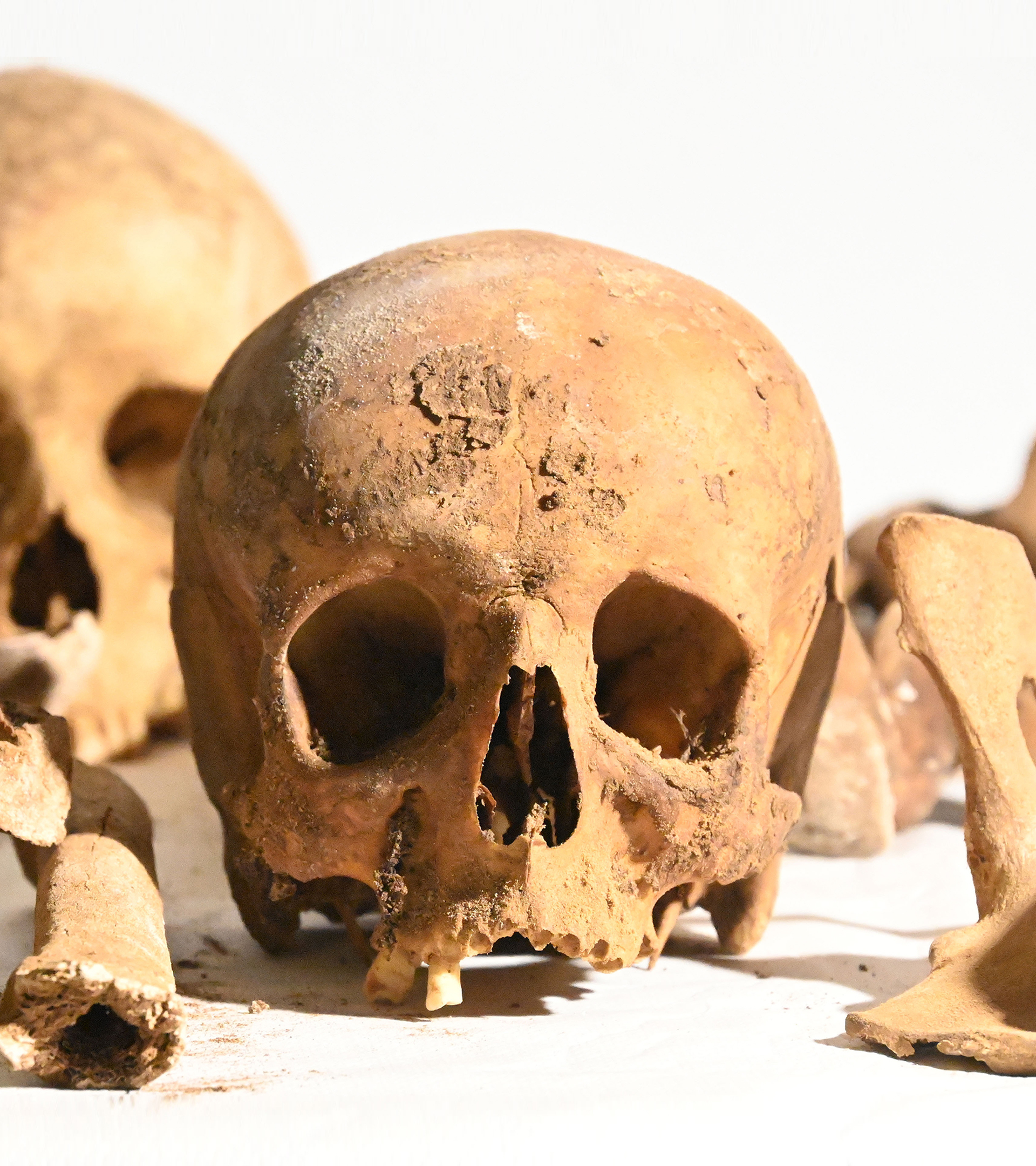 Algunos de los restos exhumados en Gelves.