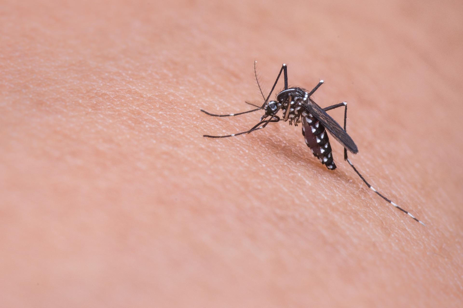 Un mosquito, sobre la piel de una persona.