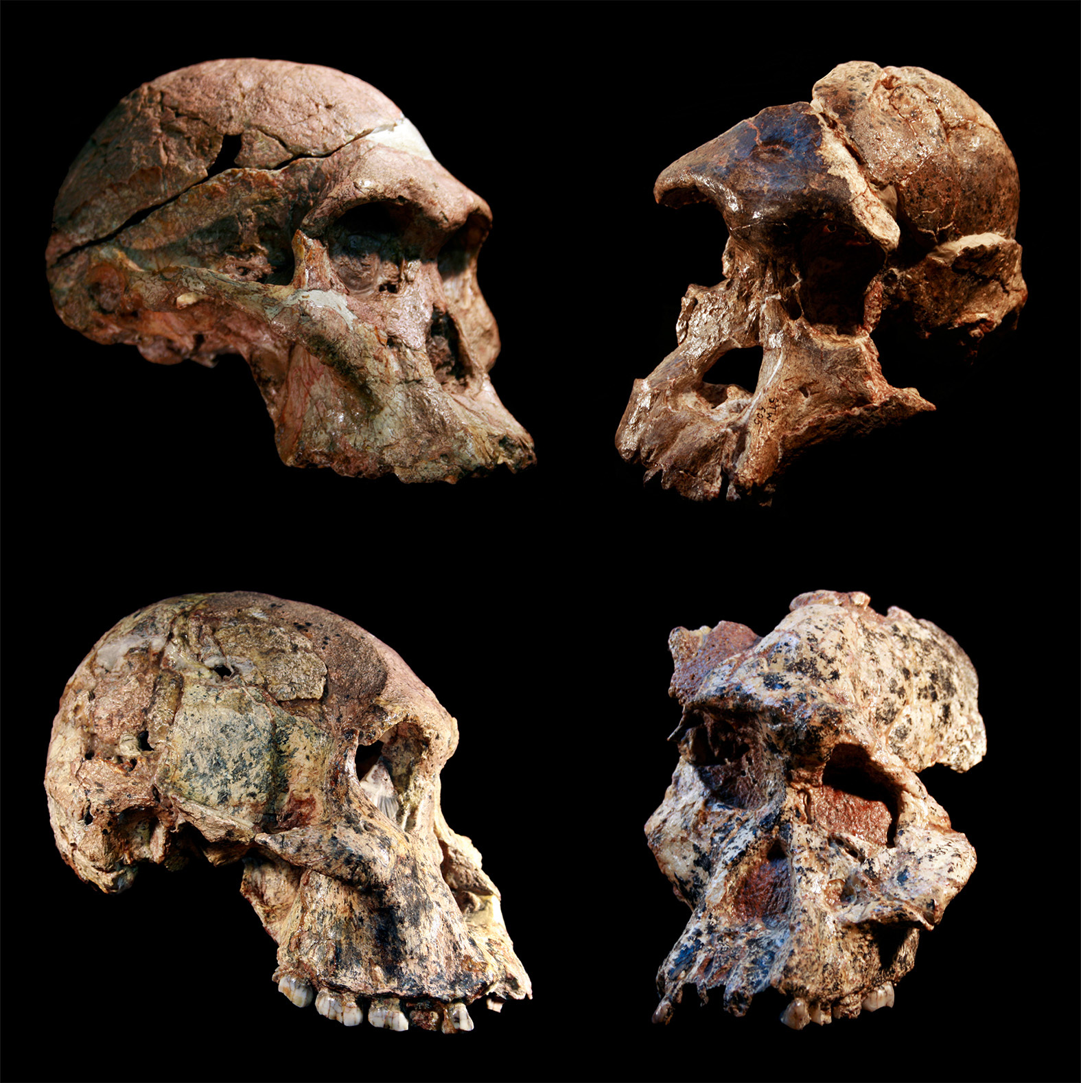 Los cuatro cráneos encontrados en Sudáfrica